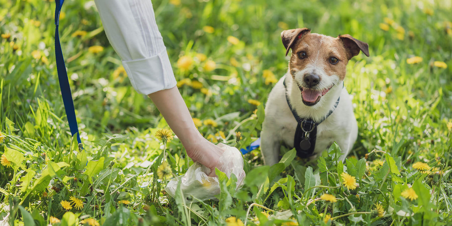 Fibre in Dog Food - How Important It Is?