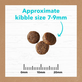 Grain Free Dry Kitten Food Ocean Fish & Salmon